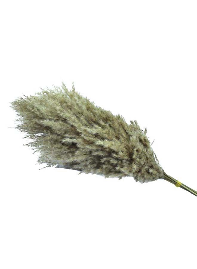FANCY FLOWERS Pampas Grass Decor - Tall Extra Fluffy - Faux Artificial Dried-Beige White Natural - 60-80 Cm -20 XL/Large (Beige) - Image 2